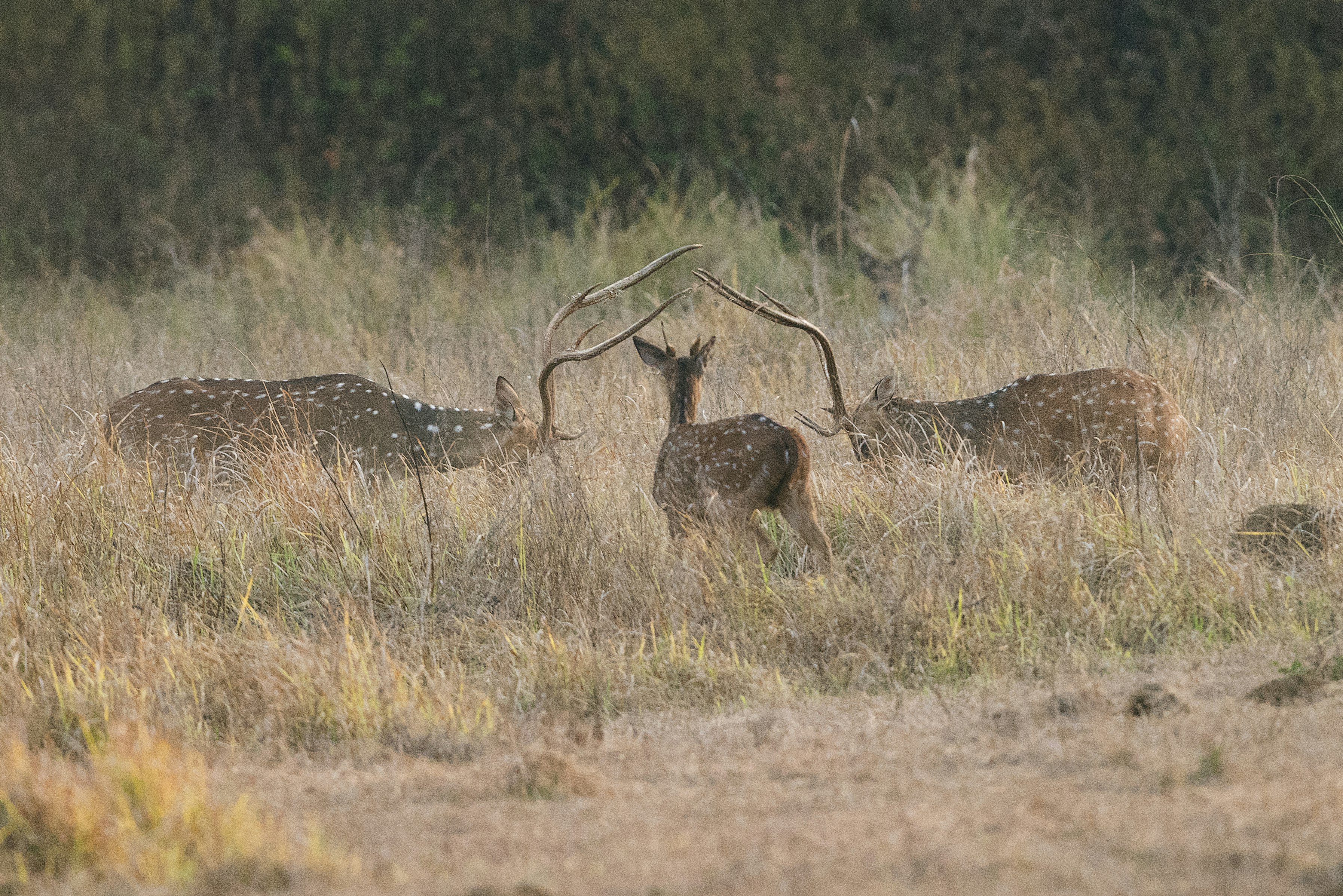 herd of deer standing on grass field